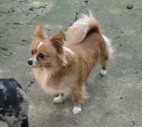 White boy, a male Chihuahua for sale in Joppa, AL – 10 of 10