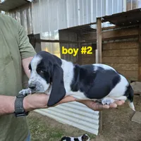 Boy #2, a male Basset Hound for sale in Joppa, AL – 6 of 7