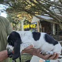 Girl #2, a female Basset Hound for sale in Joppa, AL – 4 of 5
