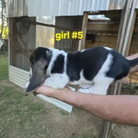 Girl#5, a female Basset Hound for sale in Joppa, AL – 4 of 7