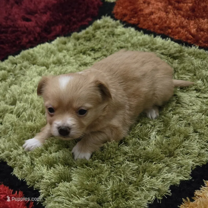 Ginger boy – Chihuahua puppy for sale in Joppa, AL