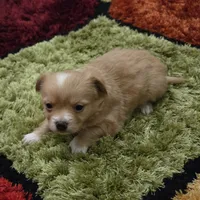 Ginger boy, a male Chihuahua for sale in Joppa, AL – 1 of 10