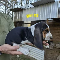 Girl #3, a female Basset Hound for sale in Joppa, AL – 4 of 5