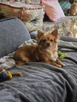 Frosty , a male Chihuahua for sale in Joppa, AL – 5 of 6