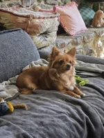 Cornflake, a male Chihuahua for sale in Joppa, AL – 5 of 6
