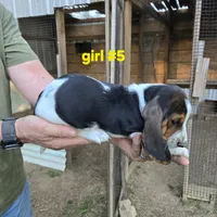 Girl#5, a female Basset Hound for sale in Joppa, AL – 6 of 7