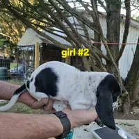 Girl #2, a female Basset Hound for sale in Joppa, AL – 2 of 5
