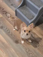 Ginger long haired chihuahua , a female Chihuahua for sale in Joppa, AL – Photo 4 of 4