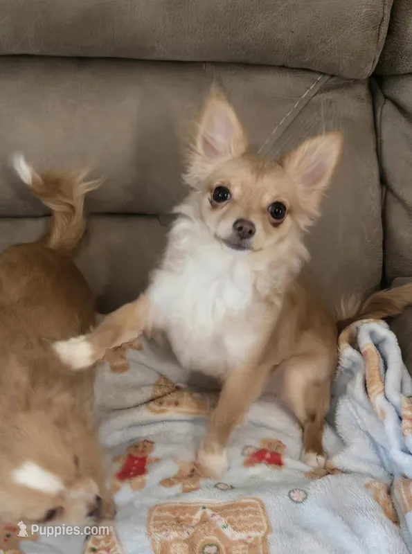 Ginger, a female Chihuahua for sale in Joppa, AL – Photo 1 of 2