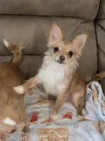 Ginger, a female Chihuahua for sale in Joppa, AL – Photo 1 of 2