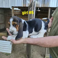 Girl#5, a female Basset Hound for sale in Joppa, AL – 7 of 7