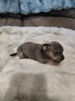 Blue girl, a female French Bulldog and Chihuahua for sale in Joppa, AL – Photo 5 of 9