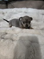 Blue girl, a female French Bulldog and Chihuahua for sale in Joppa, AL – Photo 4 of 9