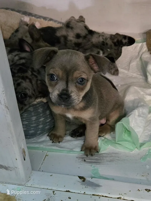 Blue girl – French Bulldog, Chihuahua puppy for sale in Joppa, AL