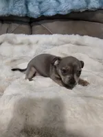 Blue girl, a female French Bulldog and Chihuahua for sale in Joppa, AL – Photo 6 of 9