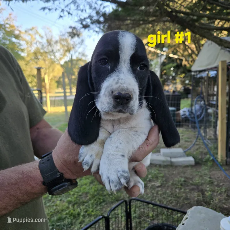 Girl #1, a female Basset Hound for sale in Joppa, AL – 1 of 4