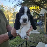 Girl #1, a female Basset Hound for sale in Joppa, AL – 1 of 4