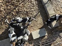 Black Boy Basset, a male Basset Hound for sale in Joppa, AL – Photo 4 of 4