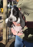 Black Boy Basset, a male Basset Hound for sale in Joppa, AL – Photo 2 of 4