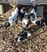 Black Boy Basset, a male Basset Hound for sale in Joppa, AL – Photo 3 of 4
