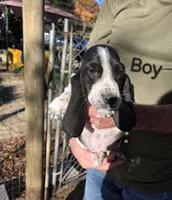 Black Boy Basset, a male Basset Hound for sale in Joppa, AL – Photo 1 of 4