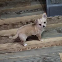 Little girl, a female Chihuahua for sale in Joppa, AL – 5 of 5