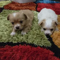 Ginger boy, a male Chihuahua for sale in Joppa, AL – 6 of 10