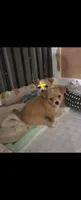 Ginger boy, a male Chihuahua for sale in Joppa, AL – 3 of 5