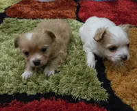 Ginger boy, a male Chihuahua for sale in Joppa, AL – 5 of 10