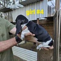 Girl#4, a female Basset Hound for sale in Joppa, AL – 5 of 6