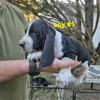 Boy #1, a male Basset Hound for sale in Joppa, AL – 3 of 5