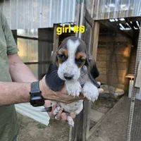 Girl #6, a female Basset Hound for sale in Joppa, AL – 6 of 8
