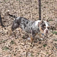 Moose, a male American Bully for sale in Joppa, AL – Photo 6 of 6