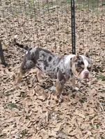 Moose, a male American Bully for sale in Joppa, AL – Photo 6 of 6