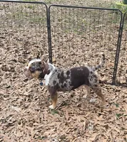 Moose, a male American Bully for sale in Joppa, AL – Photo 5 of 6