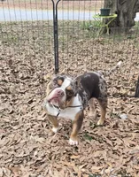 Moose, a male American Bully for sale in Joppa, AL – Photo 2 of 6