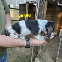 Girl #6, a female Basset Hound for sale in Joppa, AL – 5 of 8