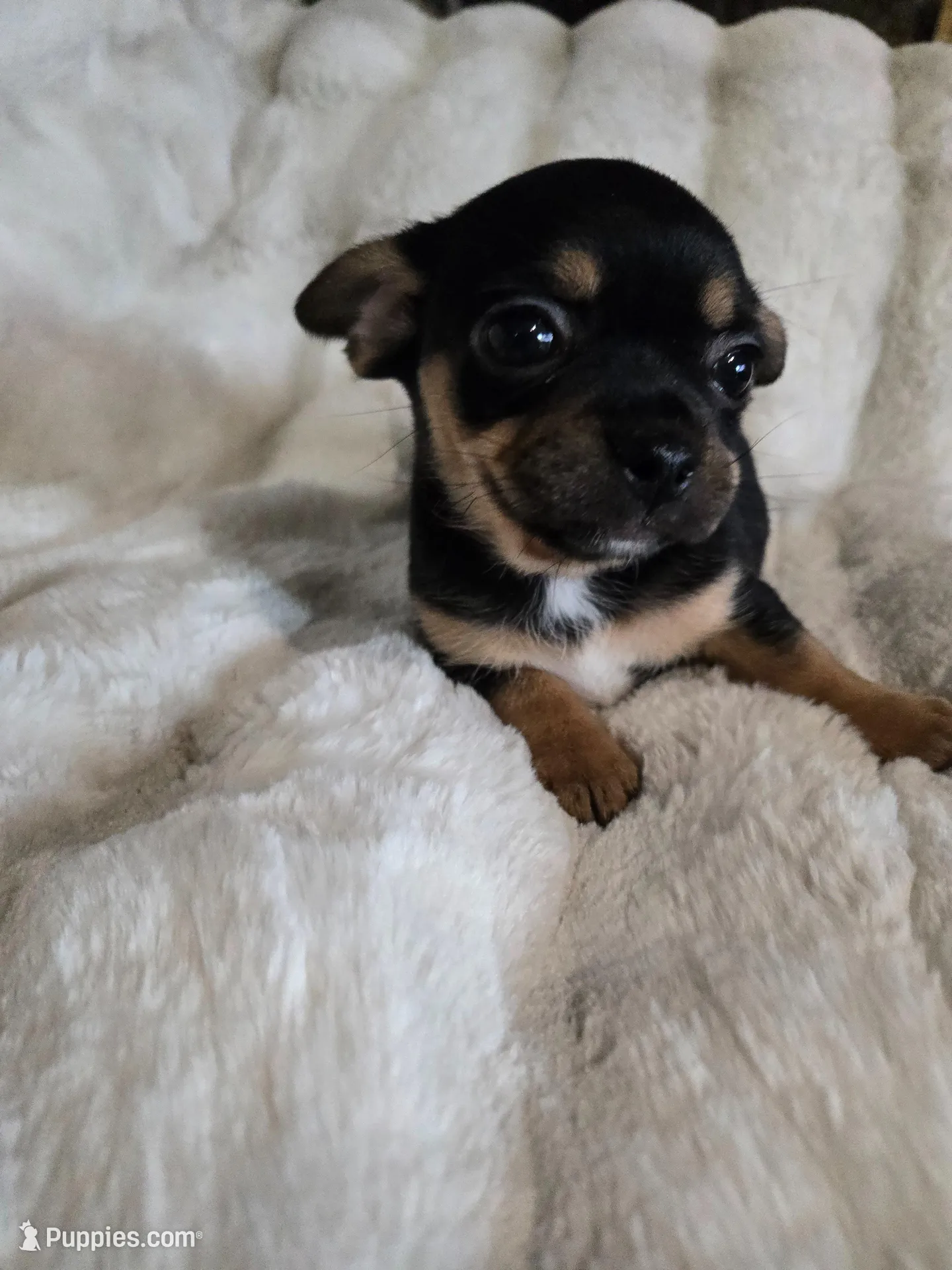 Tri color, a female French Bulldog and Chihuahua for sale in Joppa, AL – Photo 4 of 7