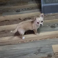 Little girl, a female Chihuahua for sale in Joppa, AL – 4 of 5
