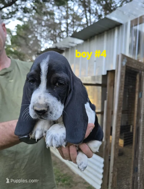 Boy #4, a male Basset Hound for sale in Joppa, AL – 1 of 6