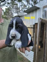 Boy #4, a male Basset Hound for sale in Joppa, AL – 1 of 6