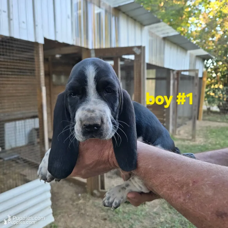 Boy #1, a male Basset Hound for sale in Joppa, AL – 1 of 5