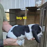 Boy #2, a male Basset Hound for sale in Joppa, AL – 7 of 7