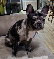 Capri, a female French Bulldog and Chihuahua for sale in Joppa, AL – 4 of 5