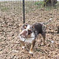 Moose, a male American Bully for sale in Joppa, AL – Photo 2 of 6