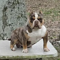Moose, a male American Bully for sale in Joppa, AL – Photo 1 of 6