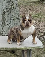Moose, a male American Bully for sale in Joppa, AL – Photo 1 of 6