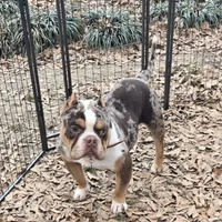 Moose, a male American Bully for sale in Joppa, AL – Photo 4 of 6