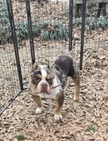 Moose, a male American Bully for sale in Joppa, AL – Photo 4 of 6