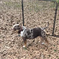 Moose, a male American Bully for sale in Joppa, AL – Photo 5 of 6